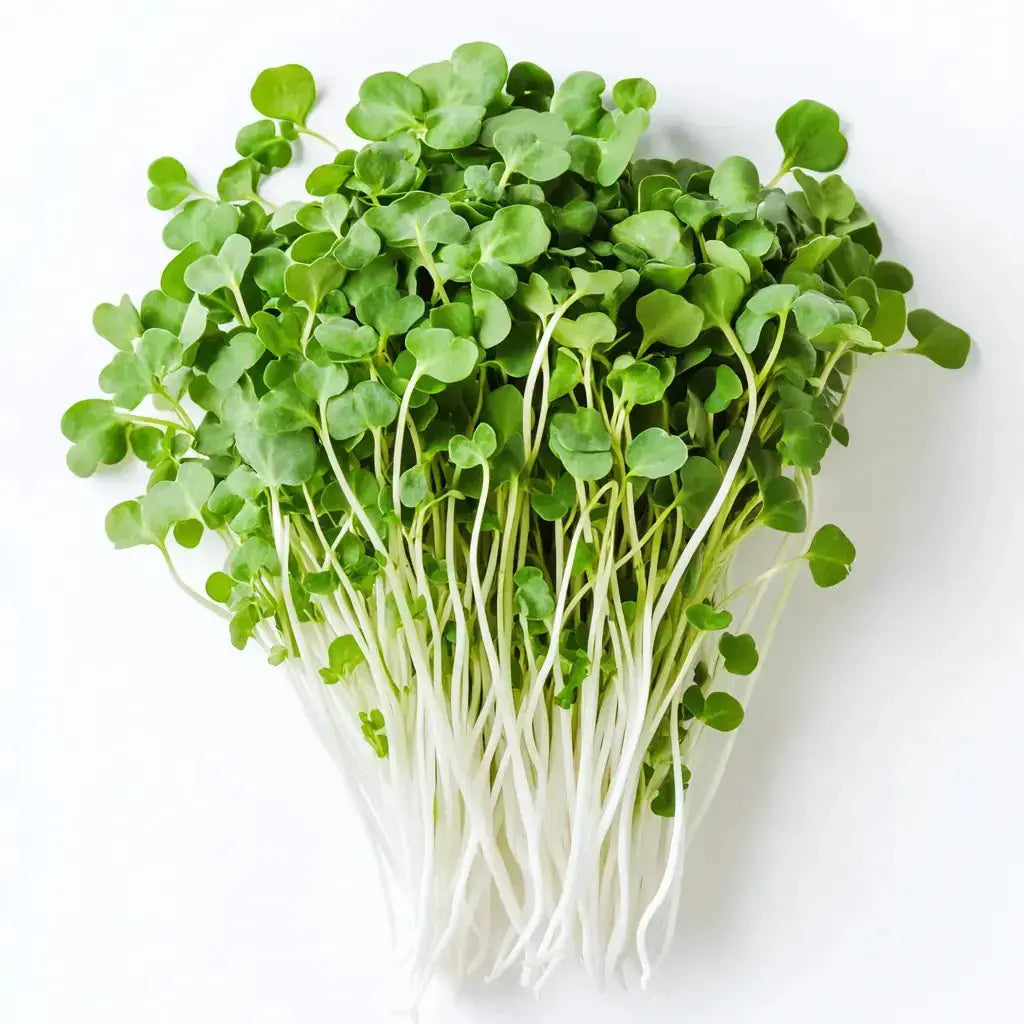 Broccoli Calabrese Microgreen Seeds 