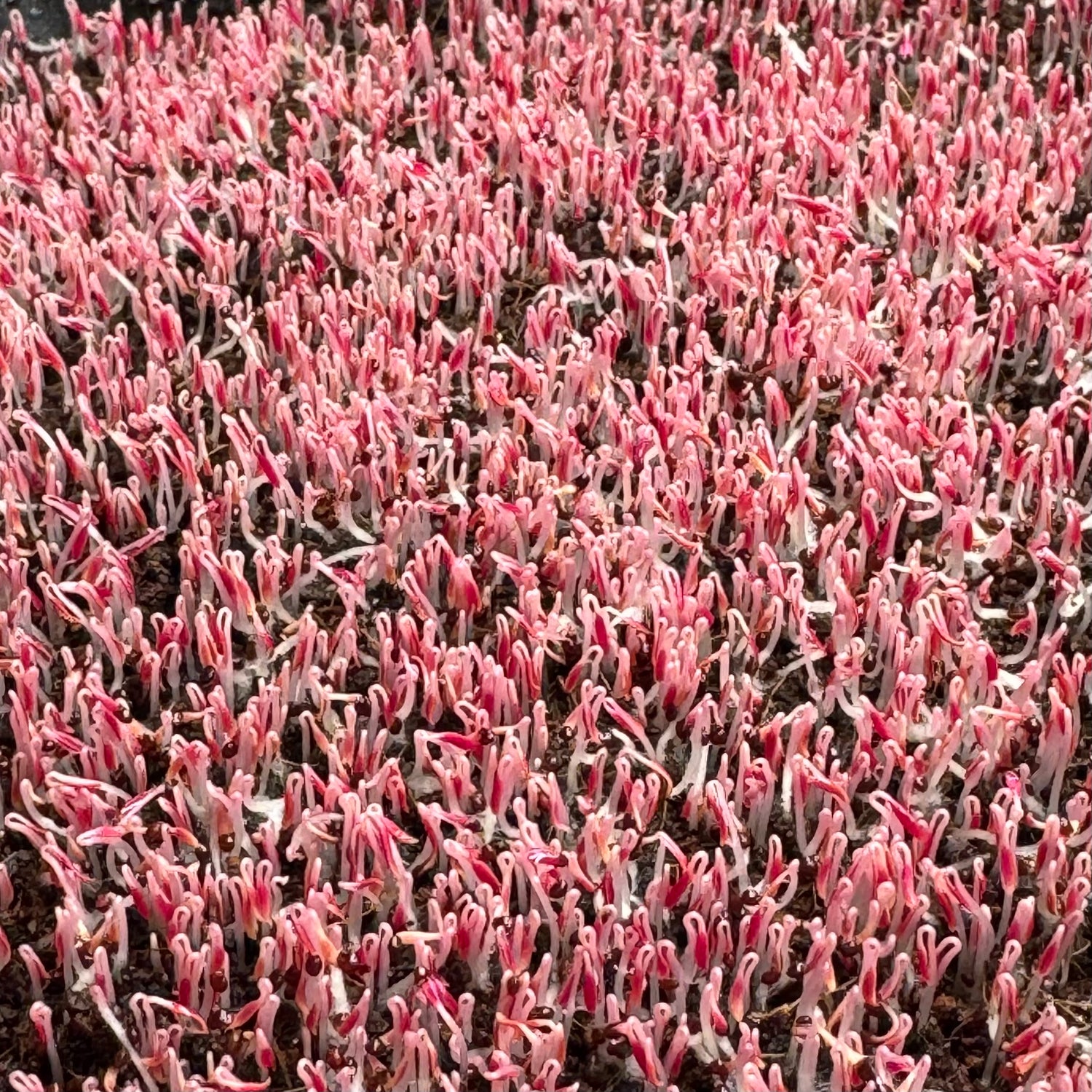 Amaranth red (black seeds) microgreens growing stage, grown from Deliseeds seeds