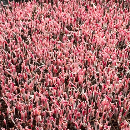 Amaranth red (black seeds) microgreens growing stage, grown from Deliseeds seeds