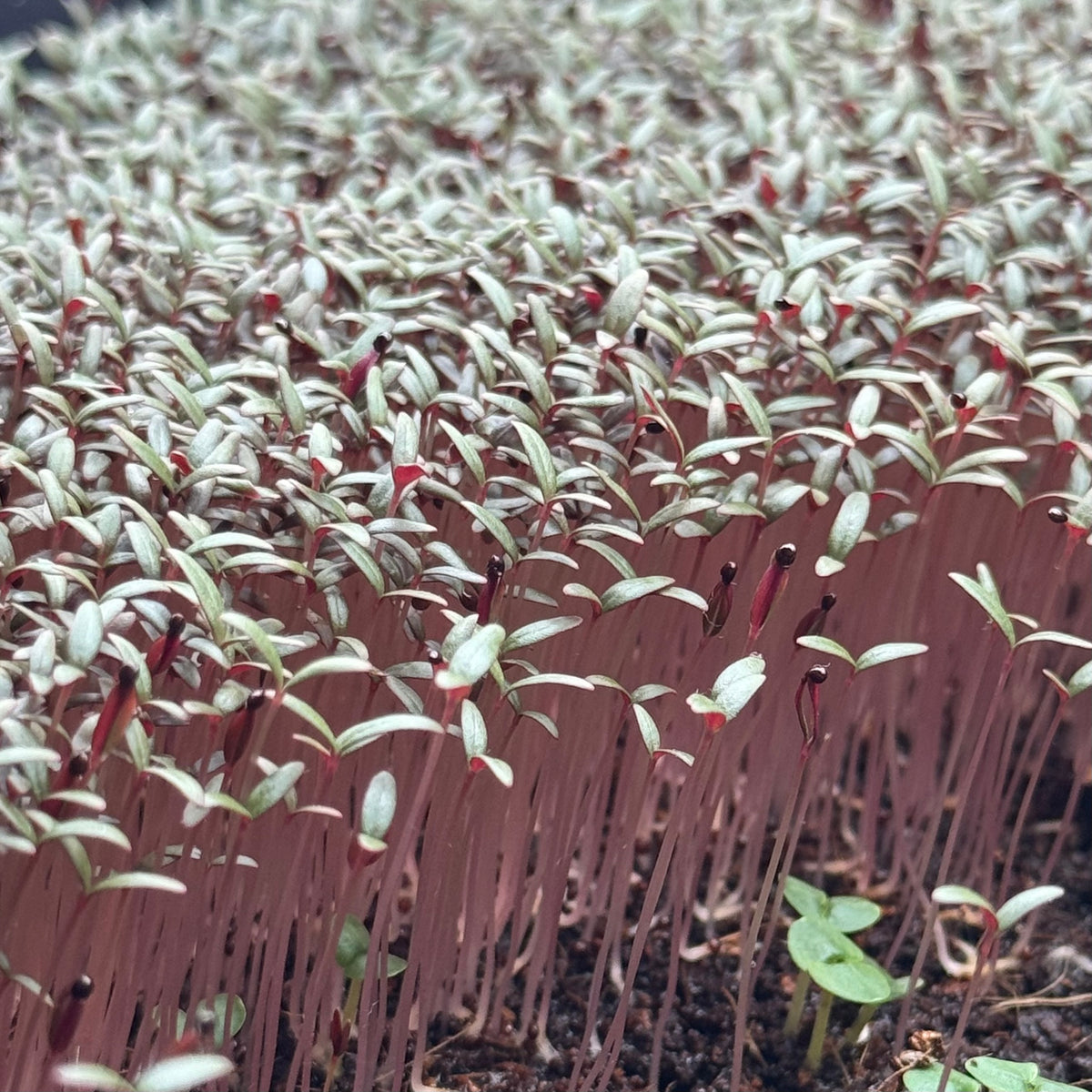 Amarent Color Red Amaranth Microgreens Seeds (black seeds) | Intense Color | Deliseeds