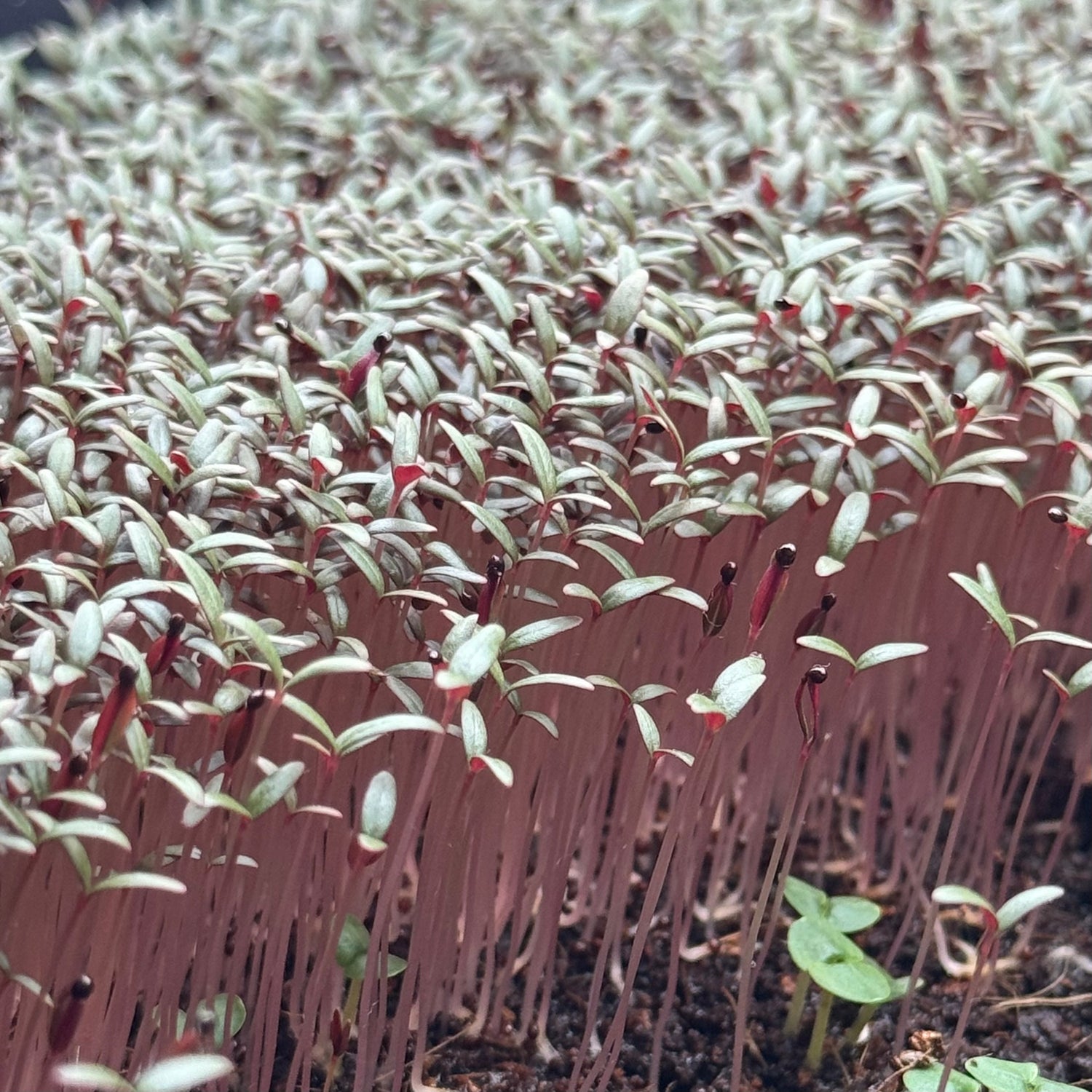 Amaranth red (black seeds) microgreens ready to harvest, grown from Deliseeds seeds