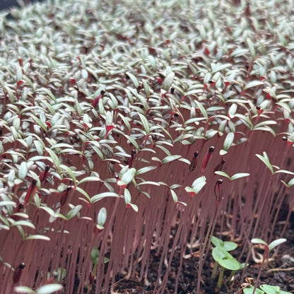 Amaranth red (black seeds) microgreens ready to harvest, grown from Deliseeds seeds