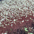 Amaranth red (black seeds) microgreens ready to harvest, grown from Deliseeds seeds