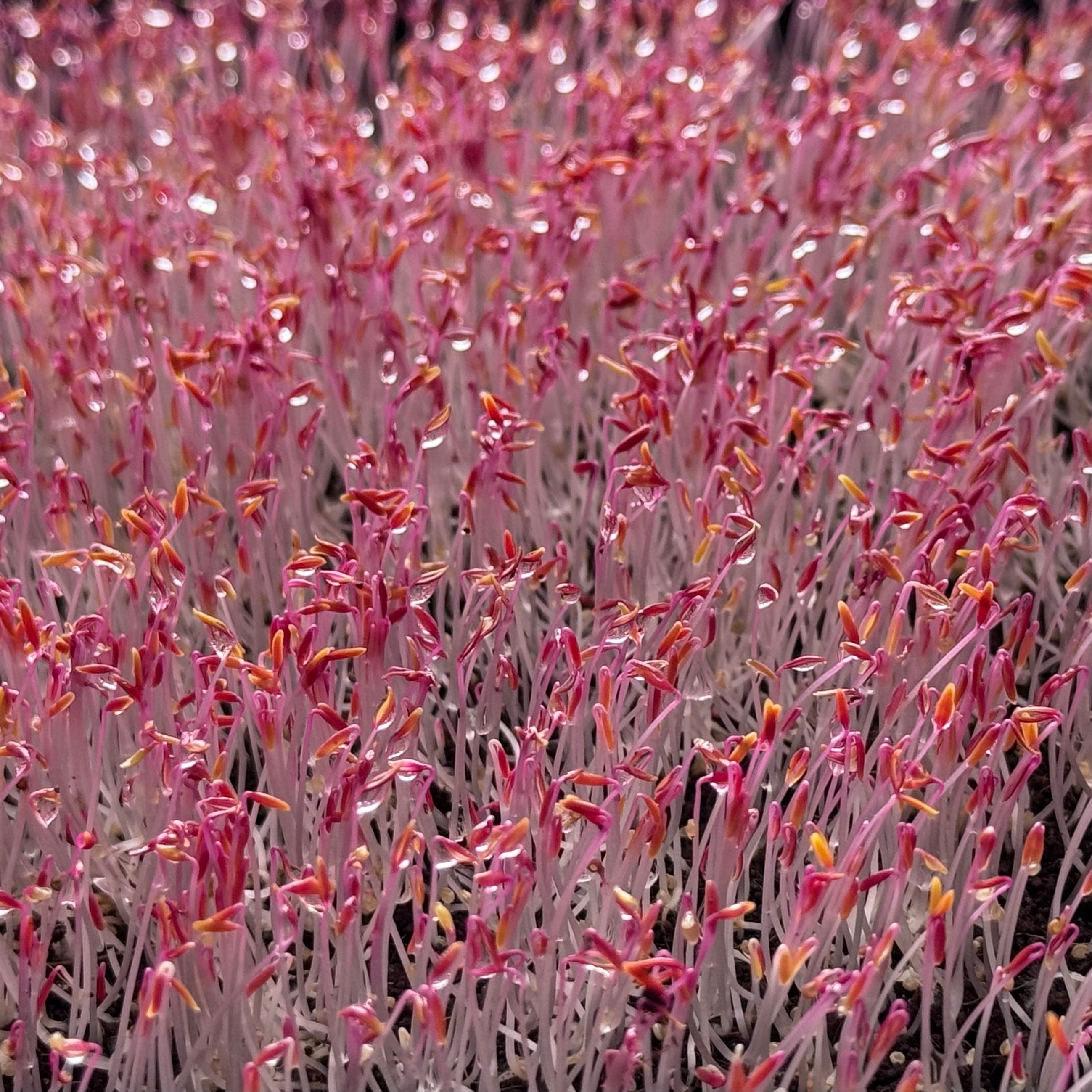 Amaranth Red (white seeds) microgreens in the growth stage, grown from Deliseeds seeds