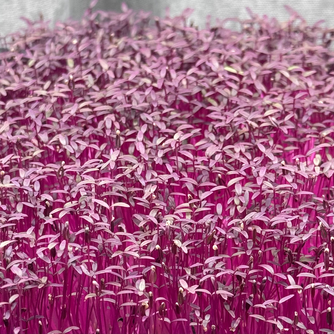 Amaranth Red (white seeds) microgreens ready to harvest, grown from Deliseeds seeds