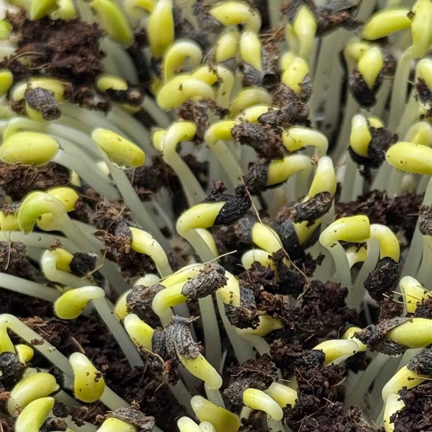 Borage microgreens growing stage, grown from Deliseeds seeds