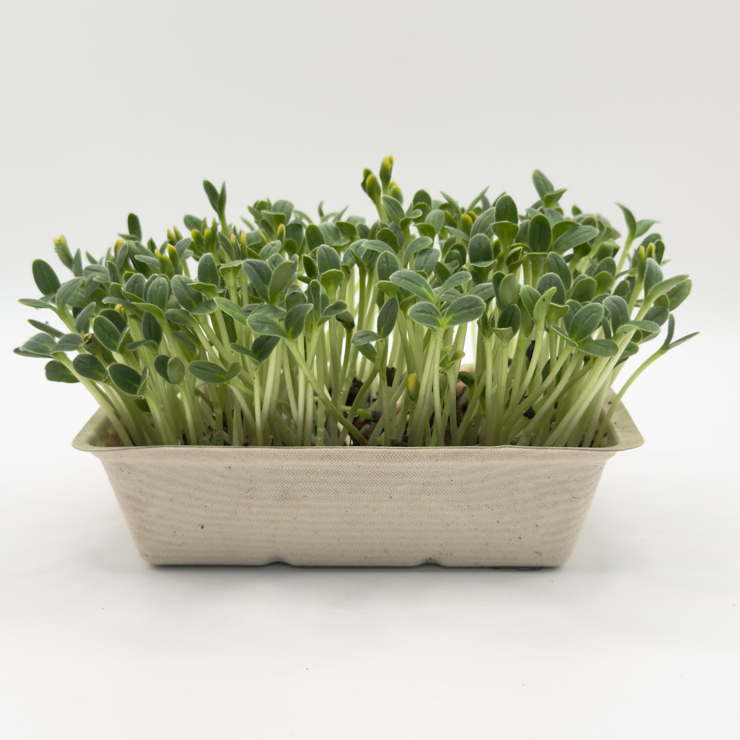 Borage microgreens ready to harvest, grown from Deliseeds seeds