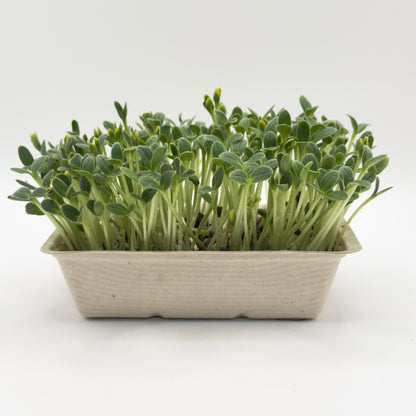 Borage microgreens ready to harvest, grown from Deliseeds seeds