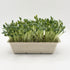 Borage microgreens ready to harvest, grown from Deliseeds seeds