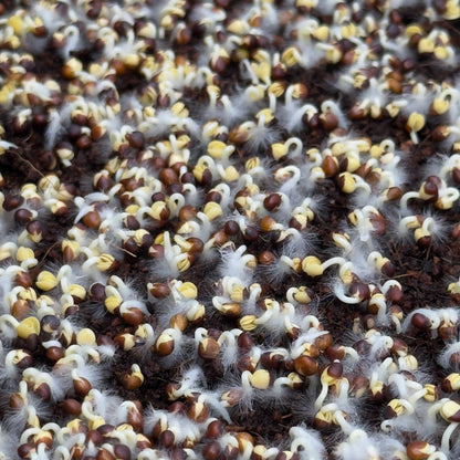 Broccoli calabrese microgreens in the early stages of growth, grown from Deliseeds seeds