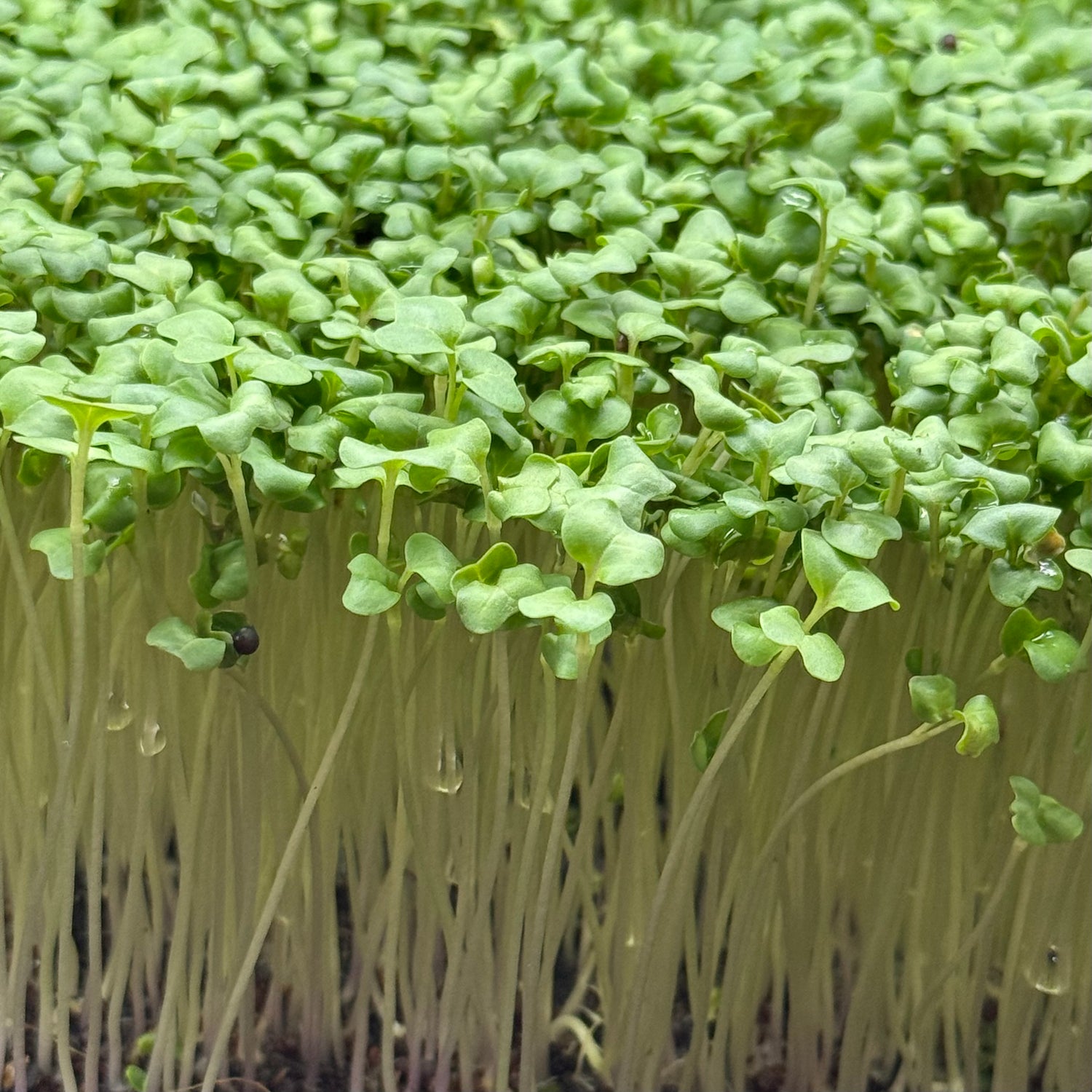 Broccoli calabrese microgreens ready to harvest, grown from Deliseeds seeds