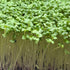 Broccoli calabrese microgreens ready to harvest, grown from Deliseeds seeds