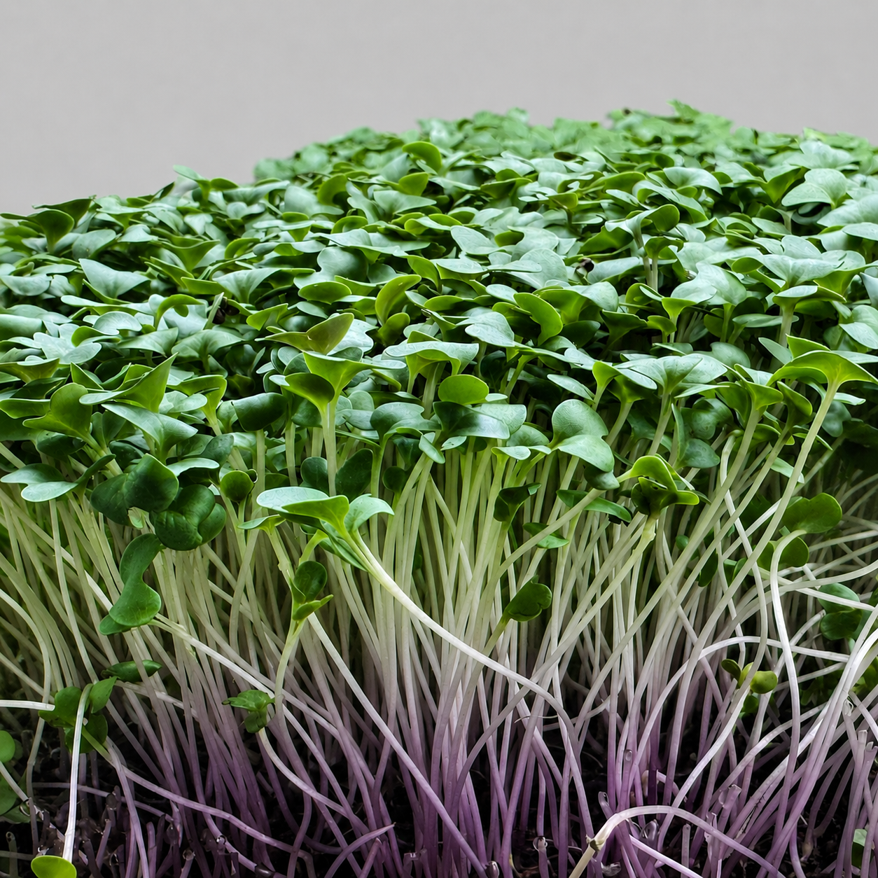 Broccoli Purple Haze microgreens ready to harvest, grown from Deliseeds seeds