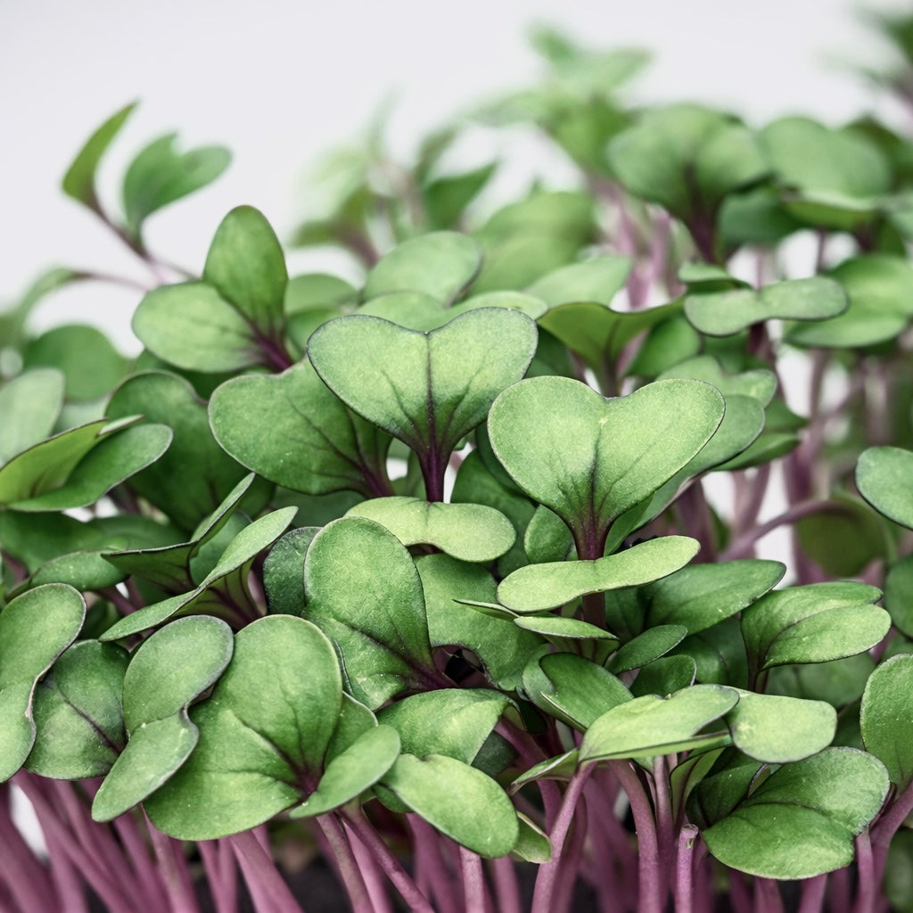 Cabbage red microgreens ready to harvest, grown from Deliseeds seeds