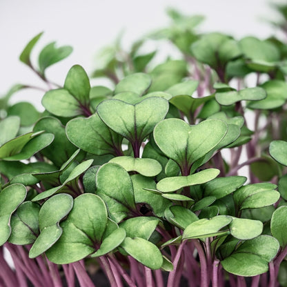 Cabbage red microgreens ready to harvest, grown from Deliseeds seeds