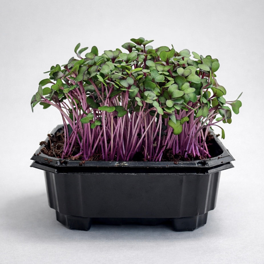 Red Cabbage Microgreens Seeds | Nutrient Dense | Deliseeds