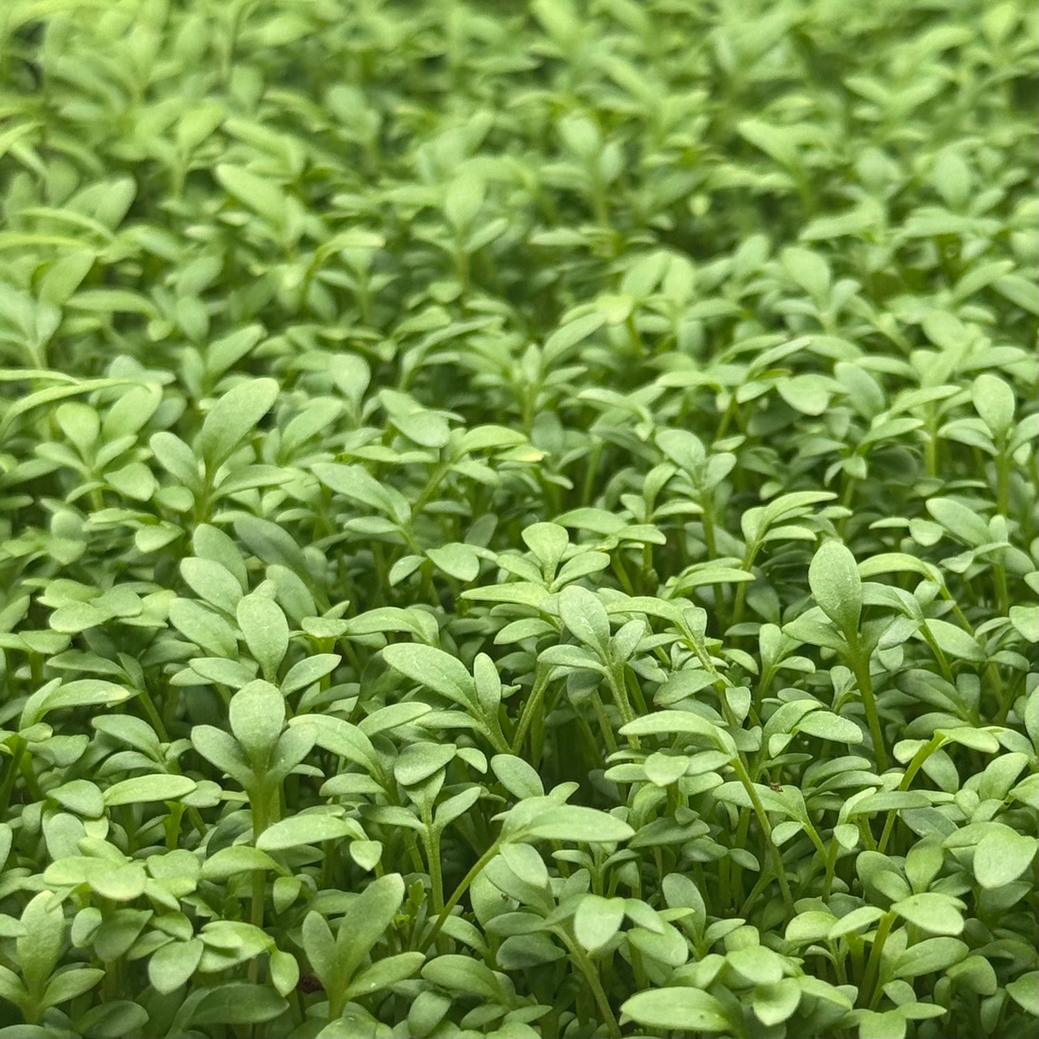 Cress microgreens ready to harvest, grown from Deliseeds seeds