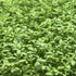 Cress microgreens ready to harvest, grown from Deliseeds seeds