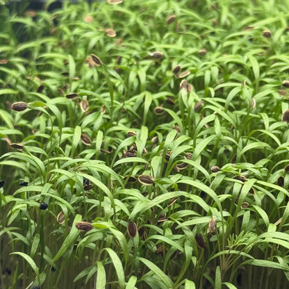 Dill - microgreens ready to harvest, grown from Deliseeds seeds