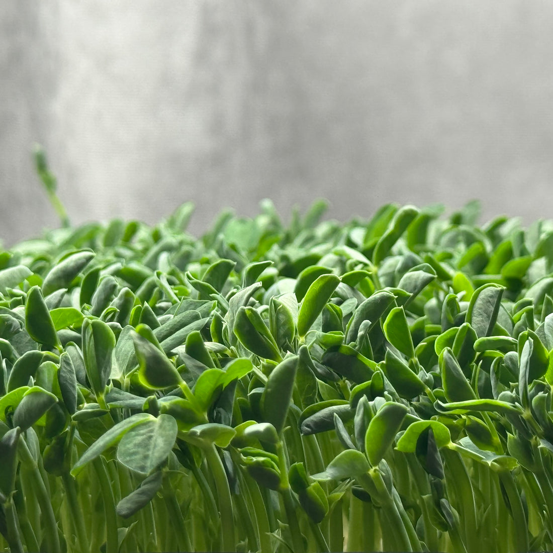 Green Peas - ready to harvest microgreens