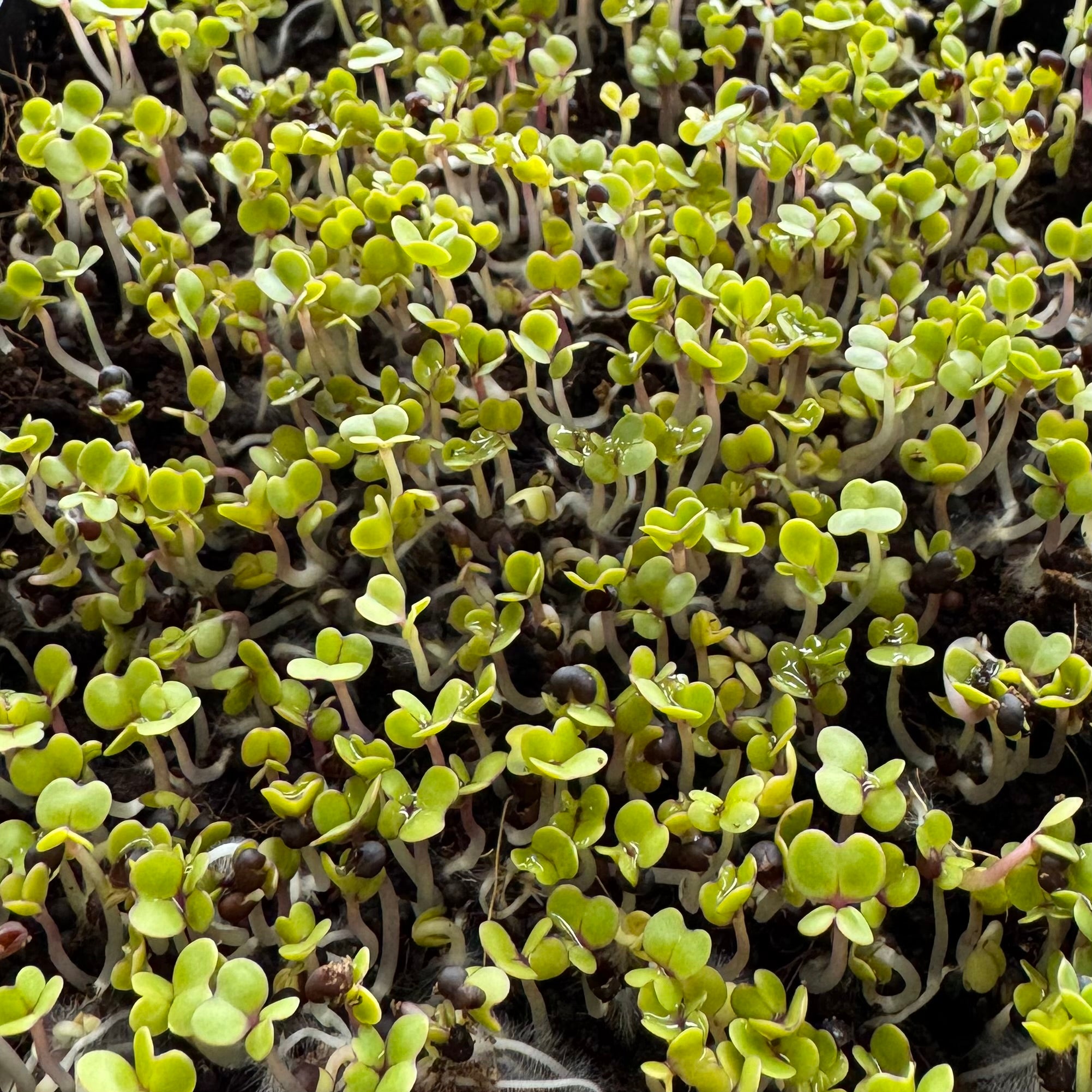 Kale red microgreens growing stage, grown from Deliseeds seeds