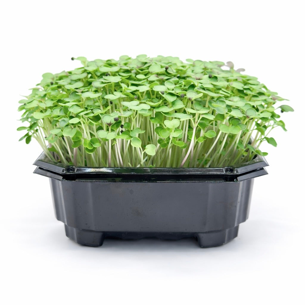 Red Kale Microgreens Seeds | Colorful Superfood | Deliseeds