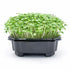 Kale red microgreens ready to harvest, grown from Deliseeds seeds