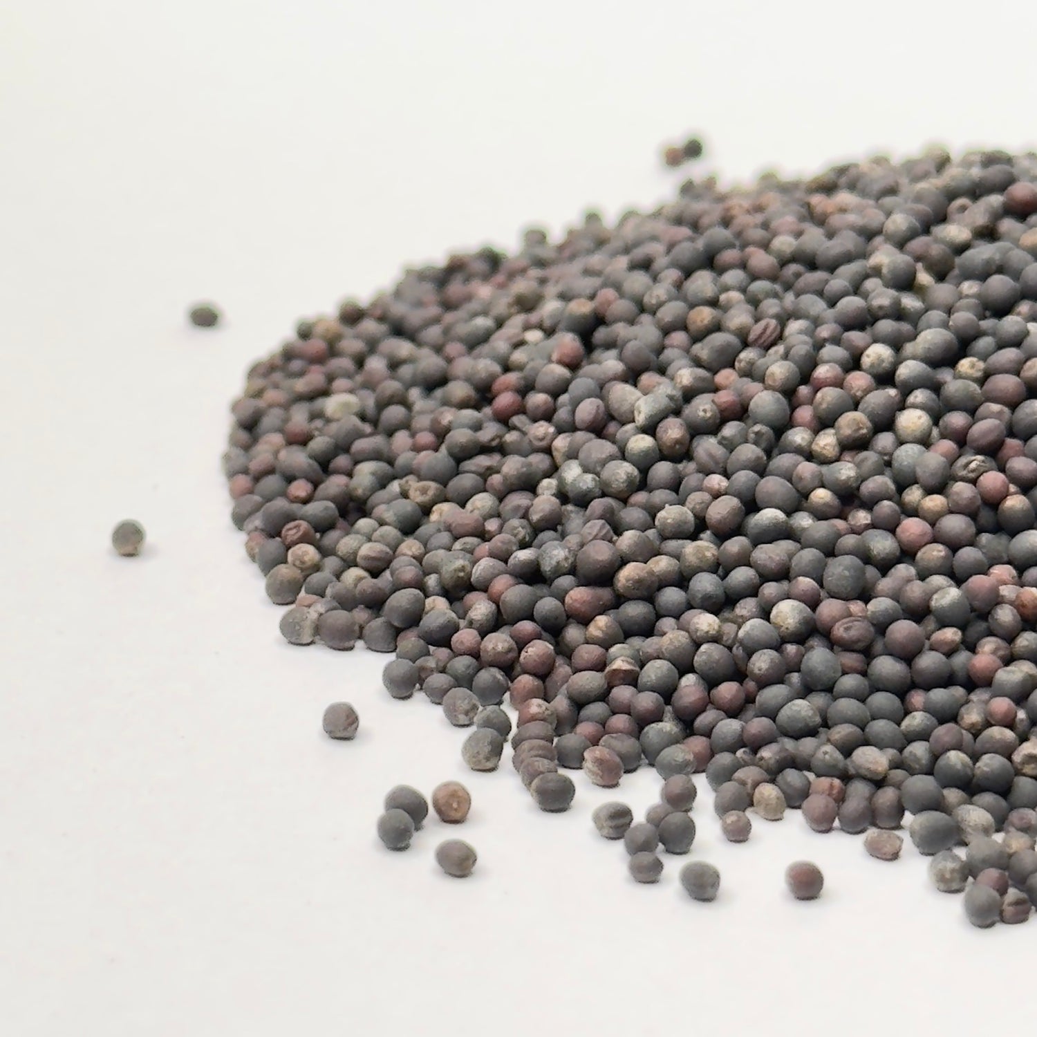 Kale, Red - microgreens seeds for growing