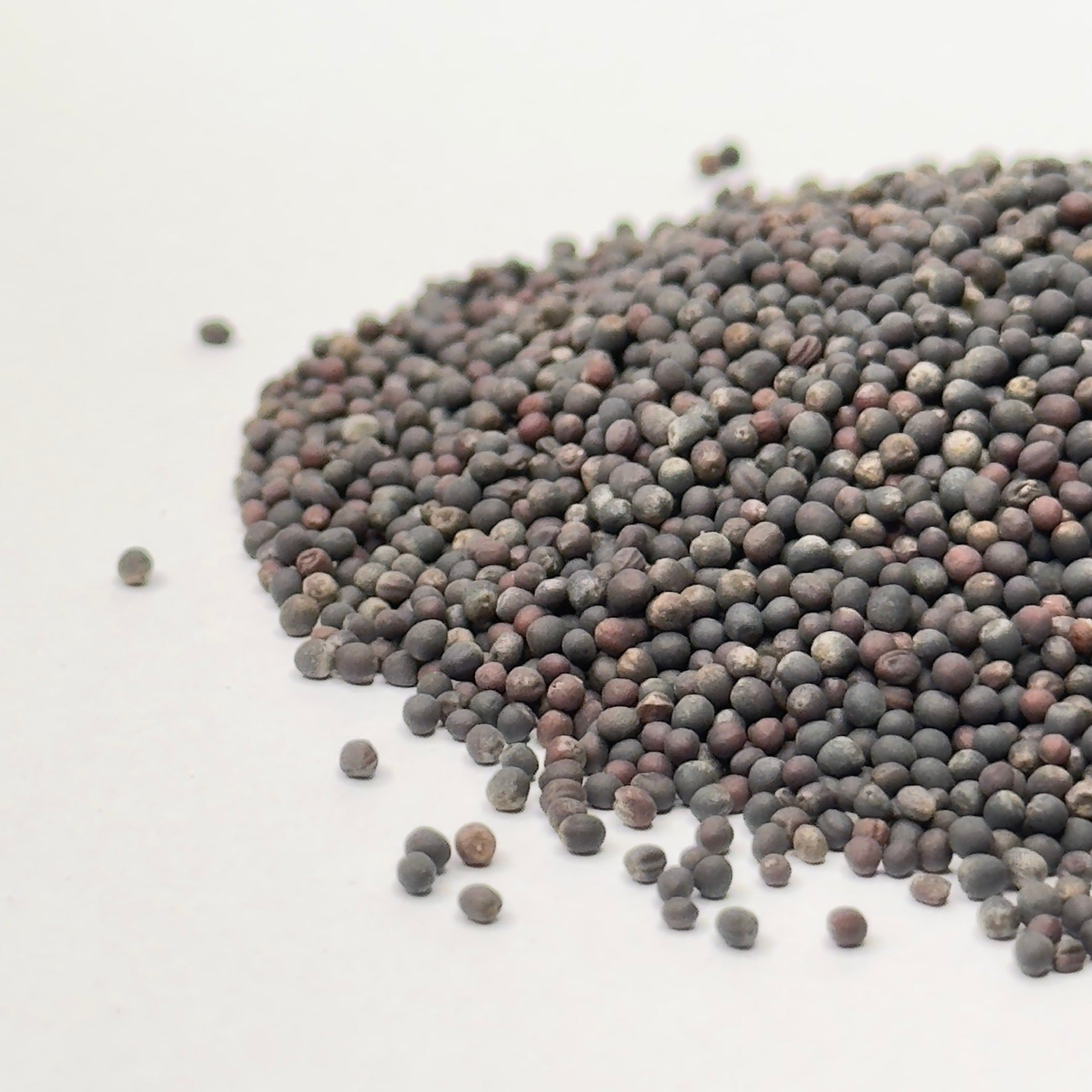 Kale, Red - microgreens seeds for growing