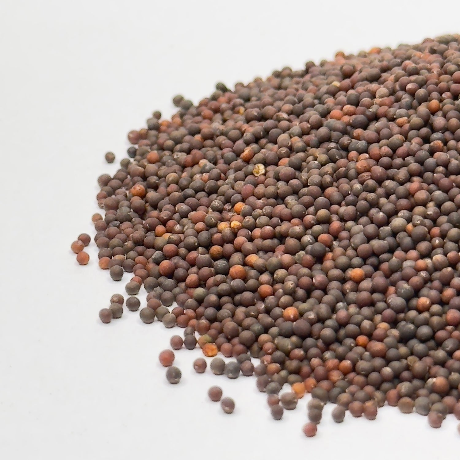 Kohlrabi, Red - microgreens seeds for growing