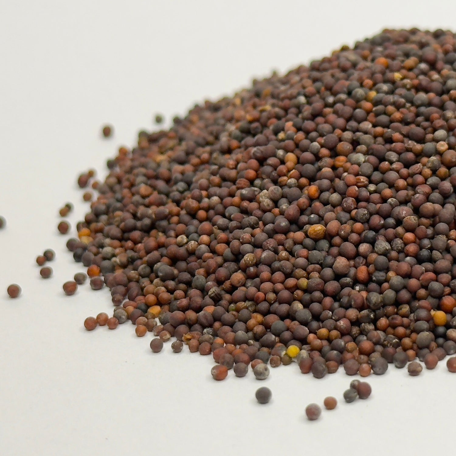 Komatsuna, Red - microgreens seeds for growing