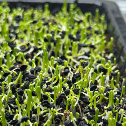 Leek microgreens growing stage, grown from Deliseeds seeds