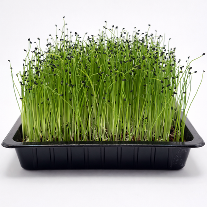 Leek microgreens ready to harvest, grown from Deliseeds seeds