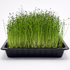 Leek microgreens ready to harvest, grown from Deliseeds seeds