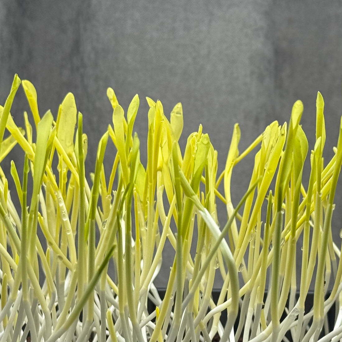 Mais - ready to harvest microgreens