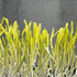 Mais - ready to harvest microgreens