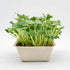 Melon Cantaloupe - ready to harvest microgreens