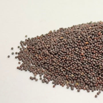 Mizuna, Red - microgreens seeds for growing