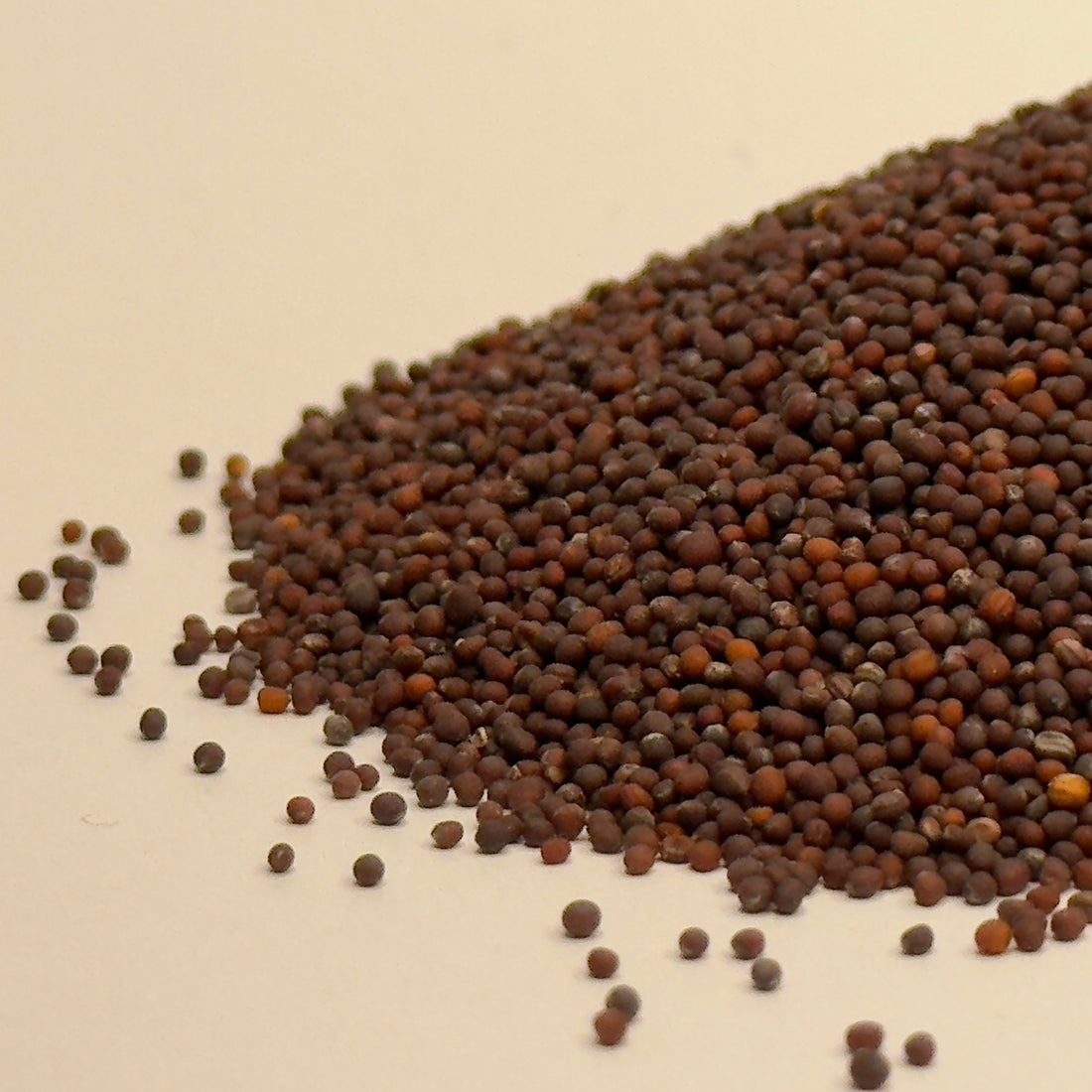 Mustard, Black - microgreens seeds for growing