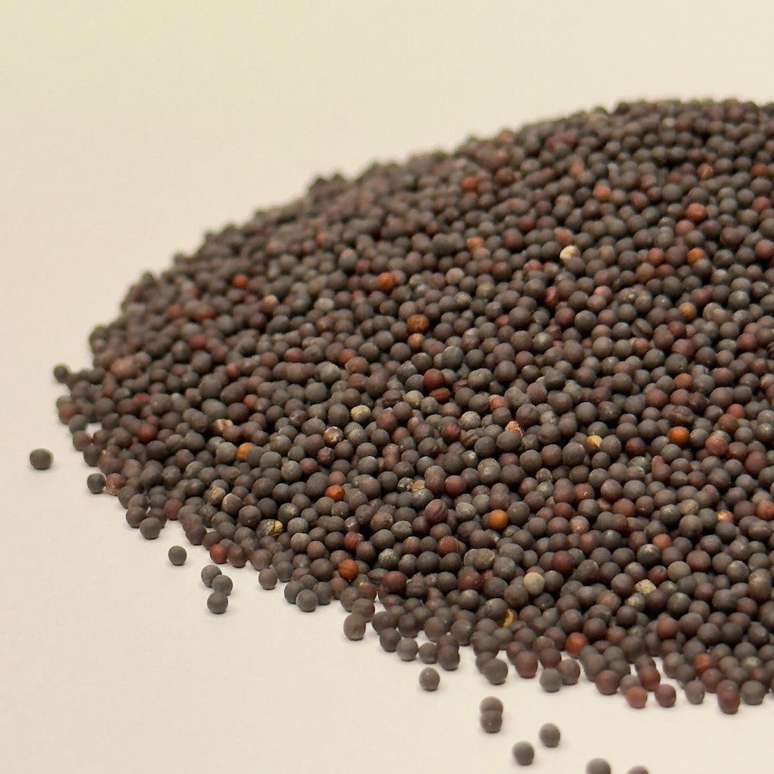 Mustard, Green - microgreens seeds for growing