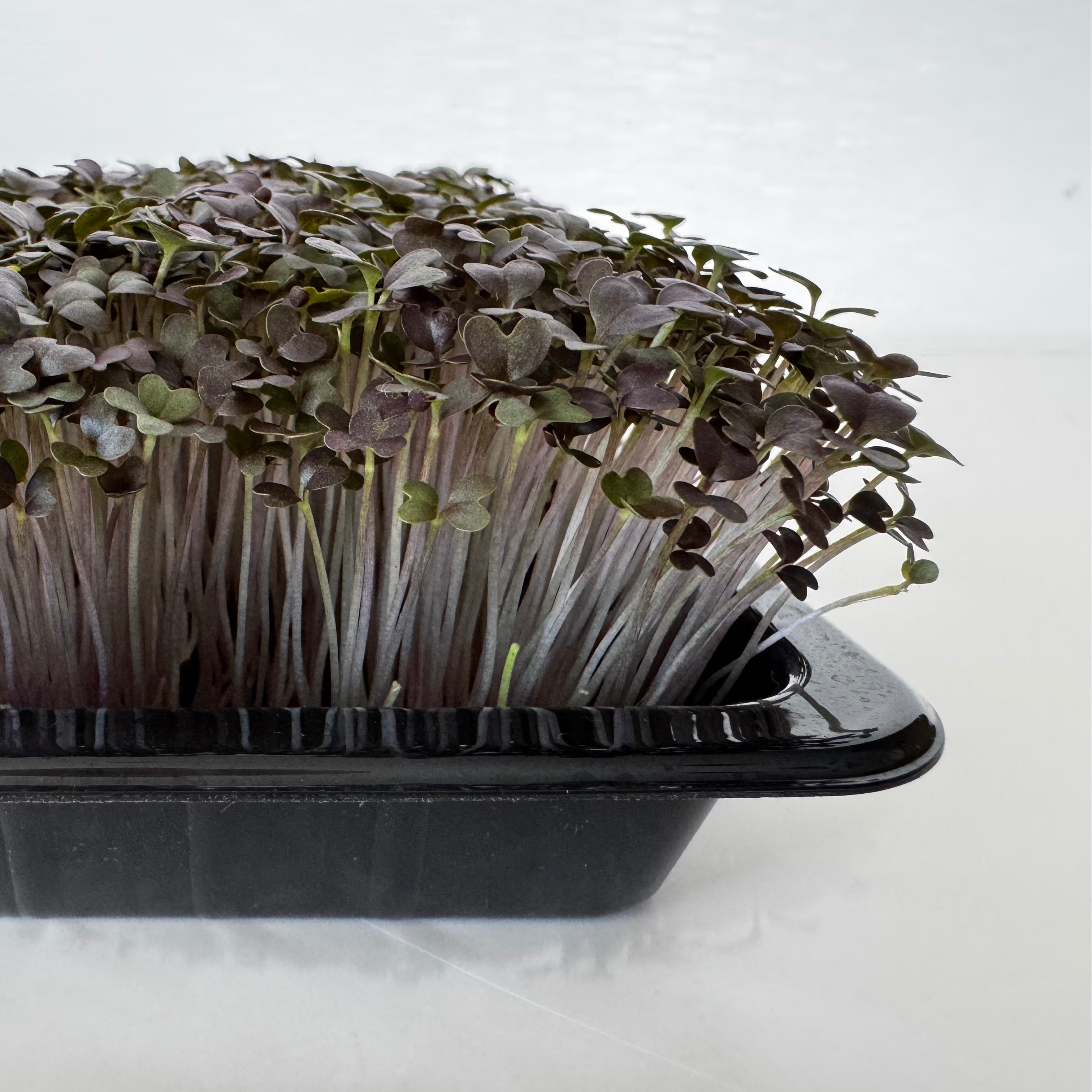 Mustard red frilled microgreens ready to harvest, grown from Deliseeds seeds