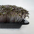 Mustard red frilled microgreens ready to harvest, grown from Deliseeds seeds