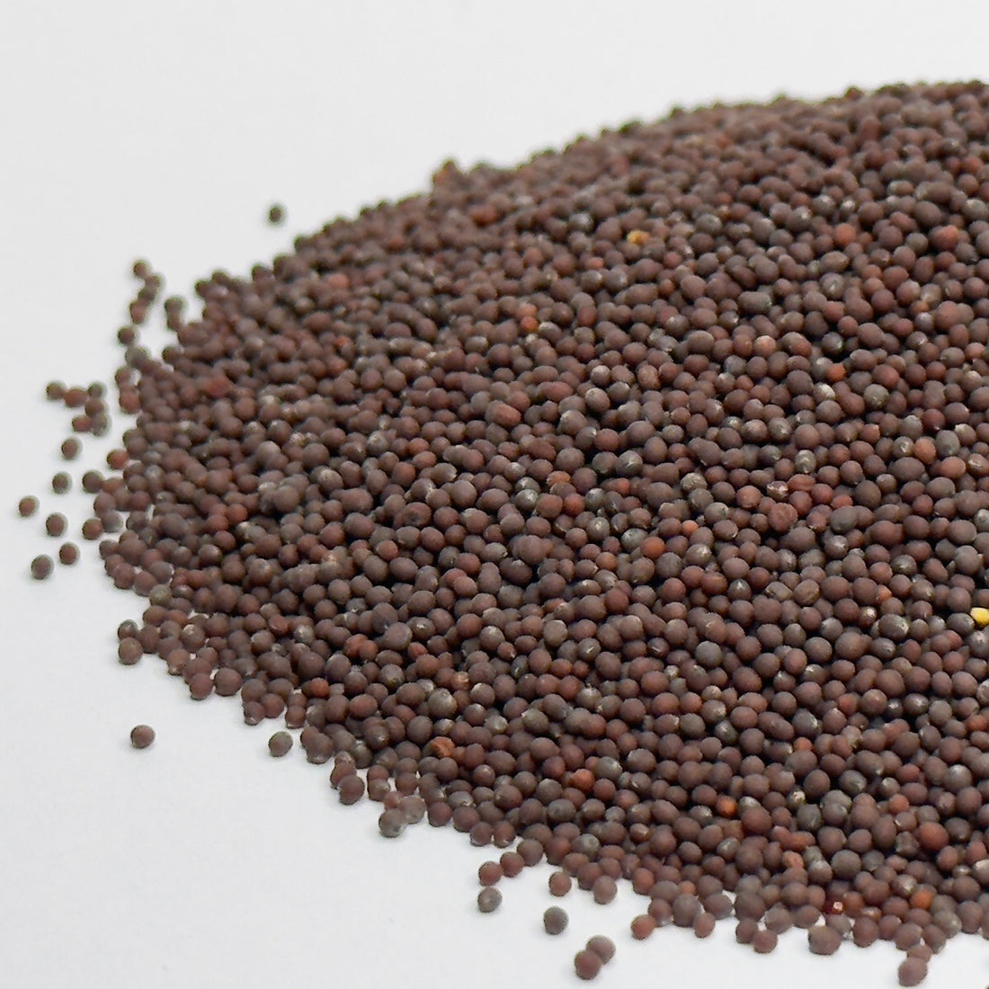 Mustard, Red Frilled - microgreens seeds for growing