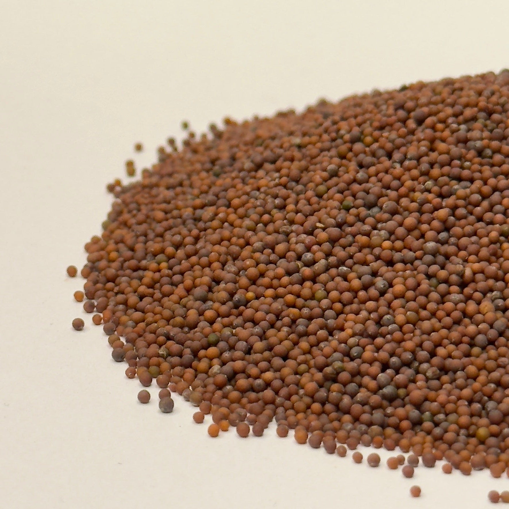 Pousse Rouge Red Mustard Microgreens | Rich Color, Mild Heat | Deliseeds