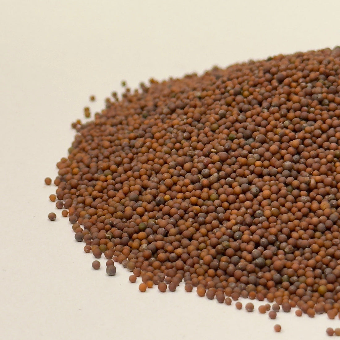 Mustard, Red - microgreens seeds for growing