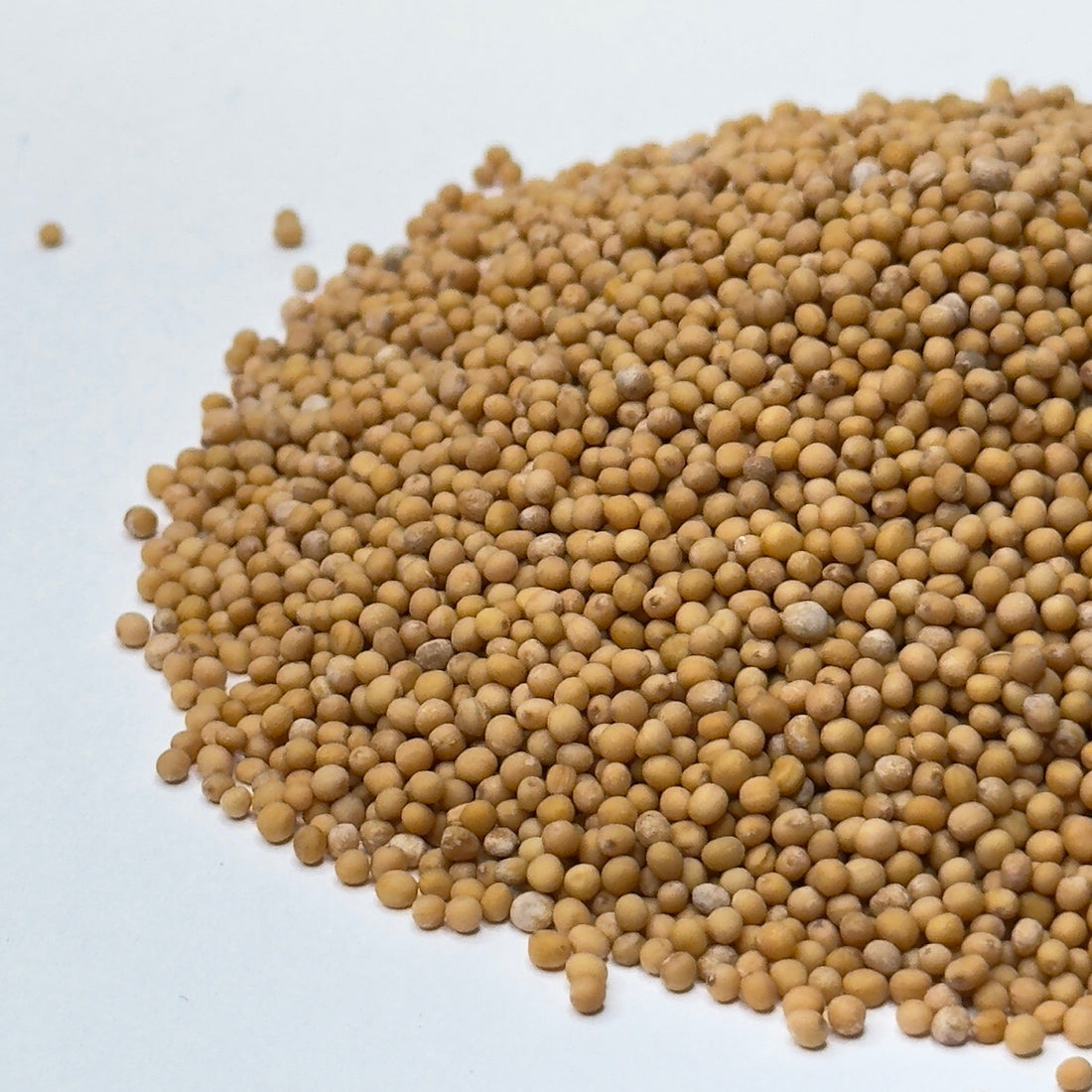 Mustard White - microgreens seeds for growing