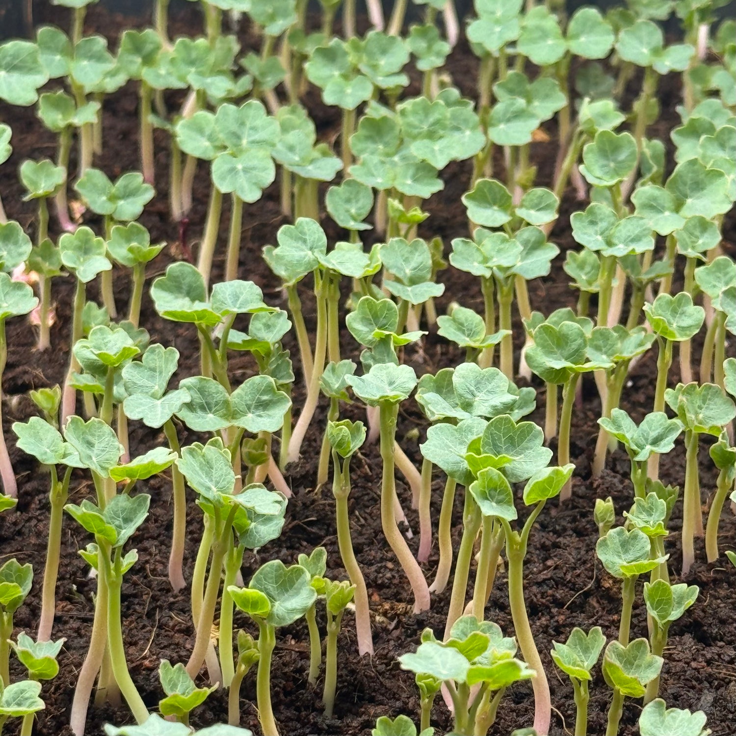 Nasturtium alaskan green microgreens growing stage, grown from Deliseeds seeds
