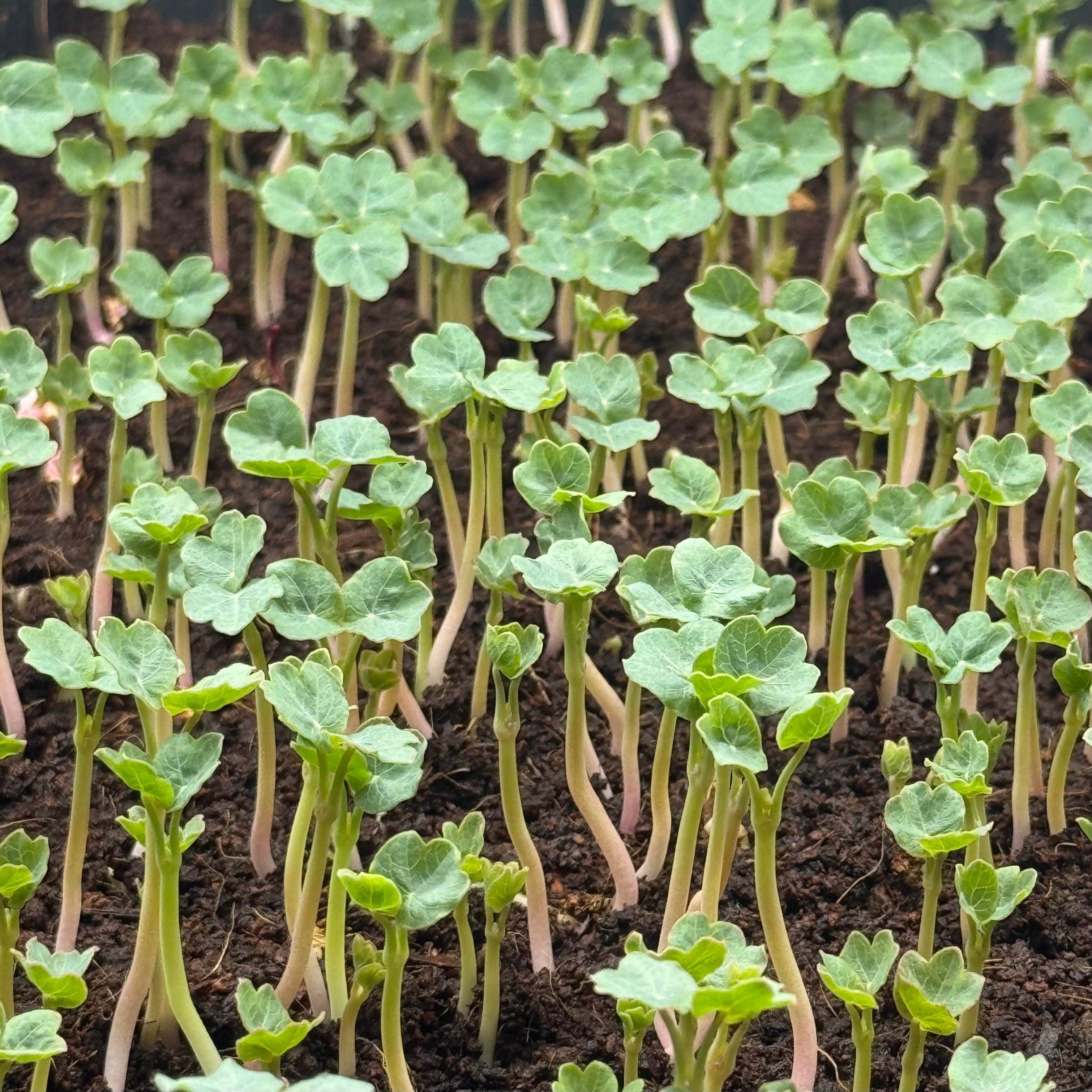 Nasturtium alaskan green microgreens growing stage, grown from Deliseeds seeds