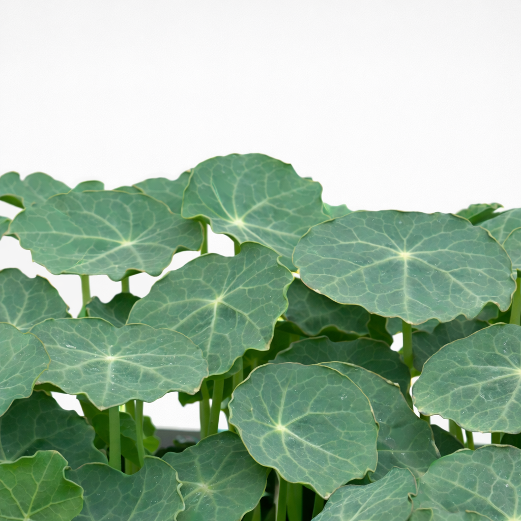 Nasturtium alaskan green microgreens ready to harvest, grown from Deliseeds seeds