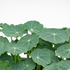 Nasturtium alaskan green microgreens ready to harvest, grown from Deliseeds seeds